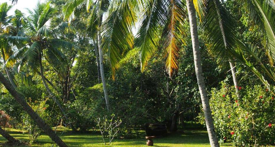 Sarovaram Backwater Resort & Ayurvedic Spa, Kollam 2